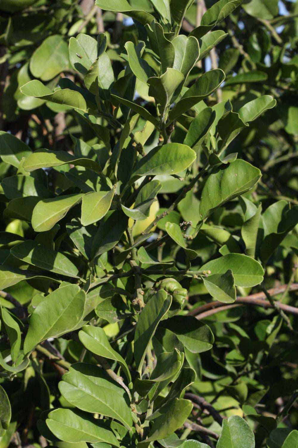              Sun leaves (Riverside, CA)       
